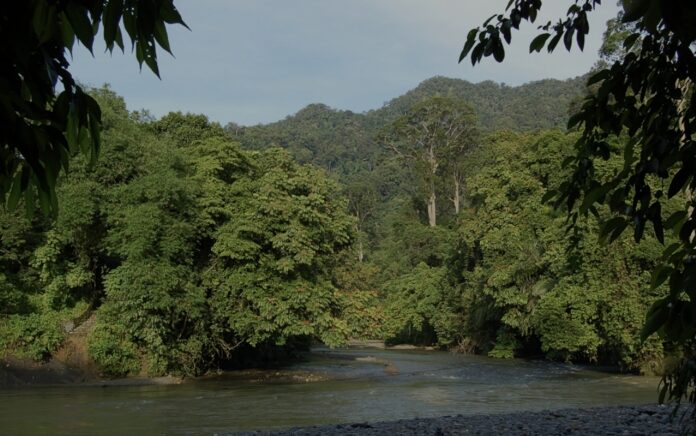 Hutan Konservasi, Fungsi, Jenis dan Perbedaannya dengan Hutan Lindung