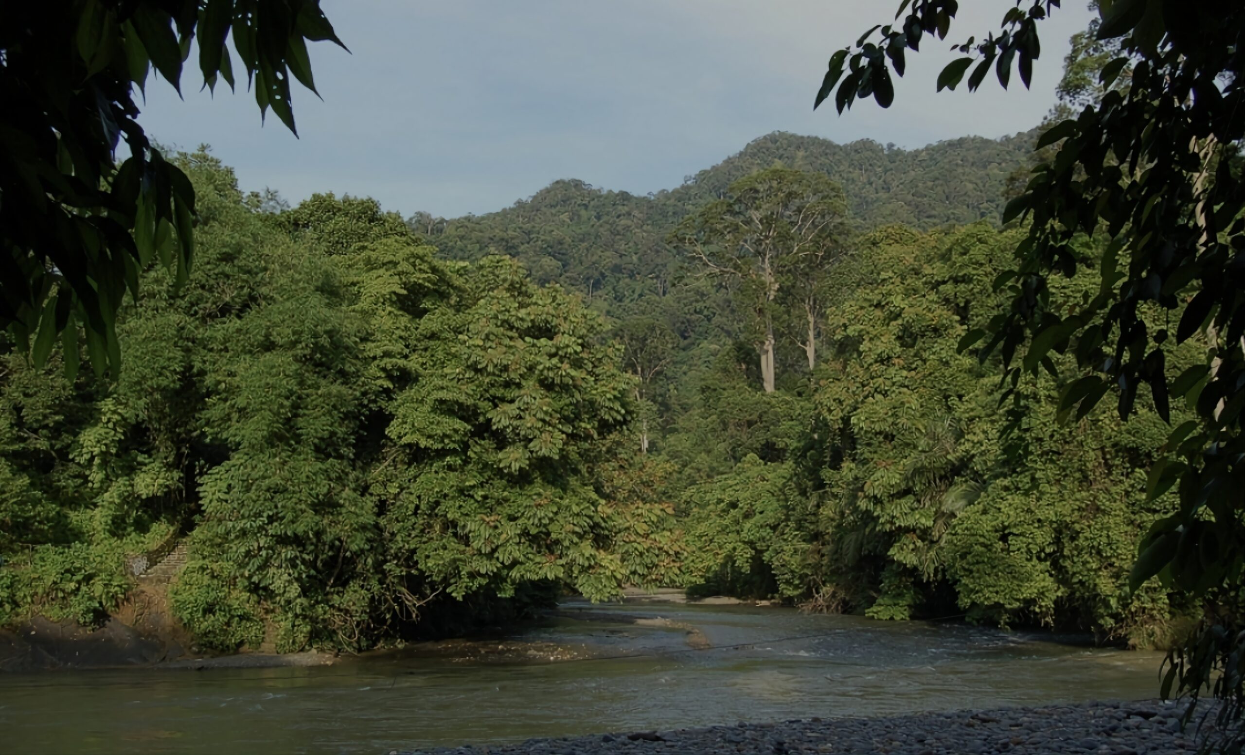 Hutan Konservasi, Fungsi, Jenis dan Perbedaannya dengan Hutan Lindung
