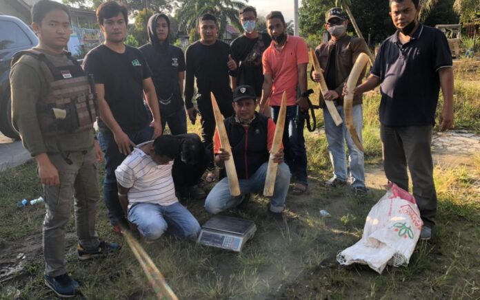 Polda Riau Gagalkan Perdagangan Gading Gajah, Tiga Pelaku Ditangkap