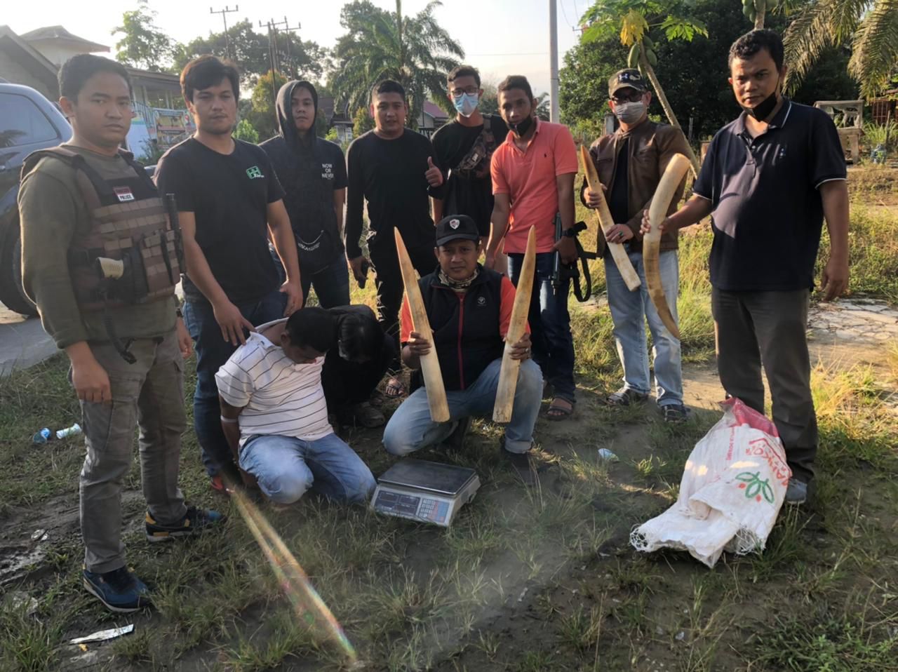 Polda Riau Gagalkan Perdagangan Gading Gajah, Tiga Pelaku Ditangkap