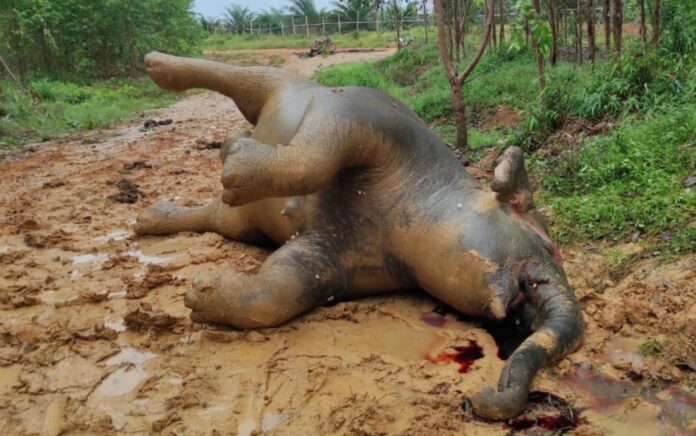 Gajah Sumatera Mati di Konsesi PT Riau Abadi Lestari, Jikalahari: Konsesi APP Group Tidak Aman Bagi Satwa Liar