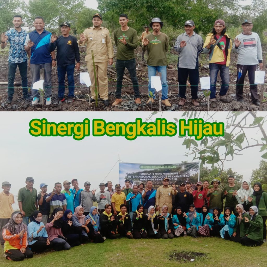 Peringati Hari Mangrove Sedunia, Jikalahari Taja Penanaman Ribuan Bibit Mangrove di Bengkalis dan Indragiri Hilir