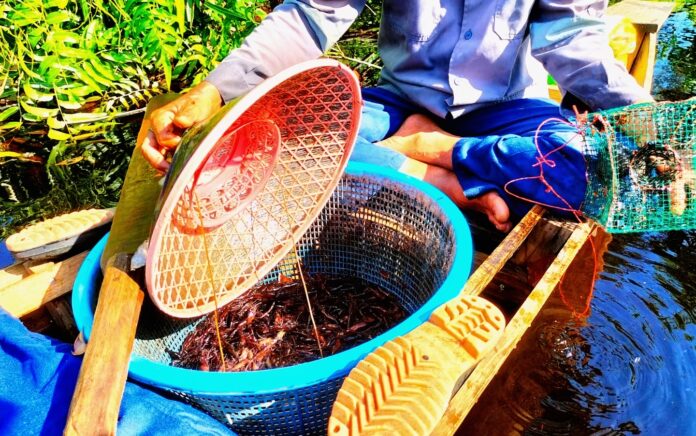 Ikan di Sungai Siak Terancam Punah Akibat Masifnya Perubahan Lahan Gambut jadi Kebun Akasia