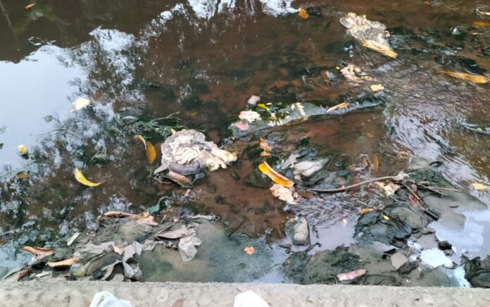 Jeroan Hewan Kurban Cemari Sungai, Kesadaran Warga Kota Pekanbaru soal Lingkungan Dinilai Masih Rendah