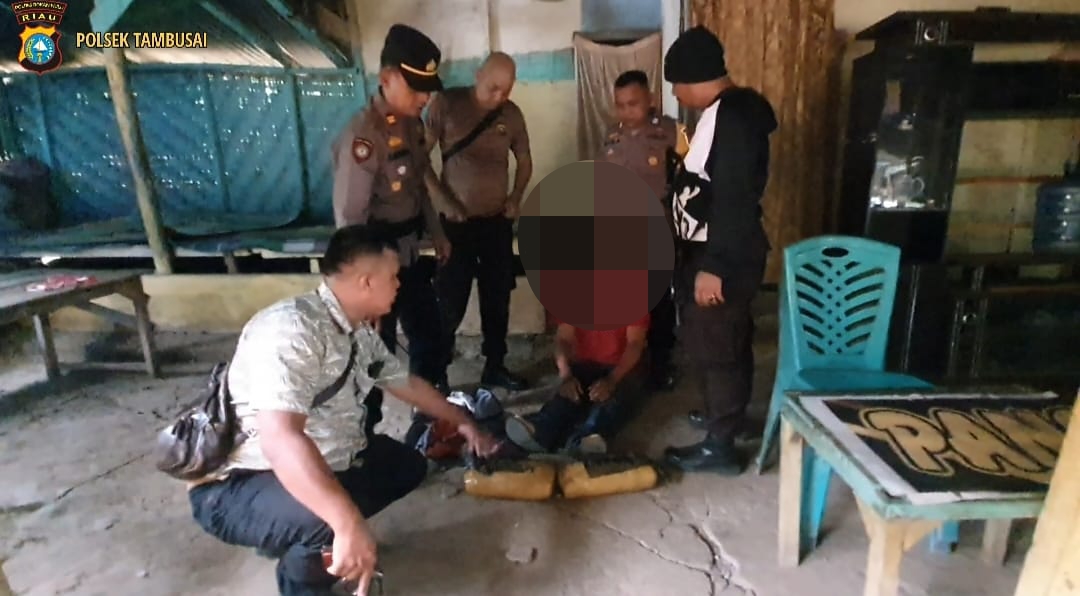 Polsek Tambusai Bekuk Bandar Ganja Kering 1,8 Kg